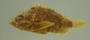 S guamensis FMNH 75841 l4